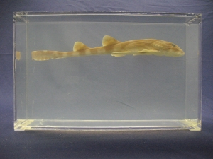 Foto Galerie/Orectolobiformes/Chiloscyllium punctatum/Chiloscyllium punctatum_02_S.jpg